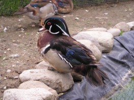 canards 010.jpg (178 ko)